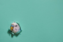 Budgie From A Hole On Green Paper. Minimalism.
