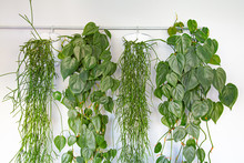 Collection Of Hanging Green Plants Indoor In White Buckets Hanging On A Railing