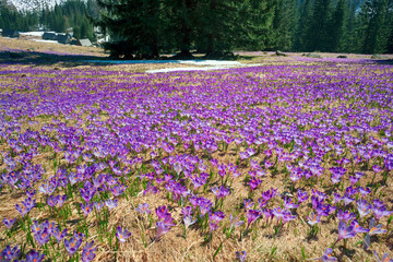 Fotomurales - Crocuses in the Tatra Valley
