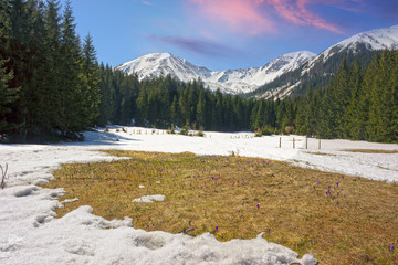 Fotomurales - Crocuses in the Tatra Valley