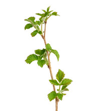 Young Raspberry Sprout With Brown Branch And Green Leaves Isolated On White Background