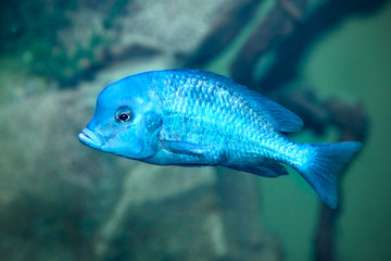 Cyrtocara moorei. Dolphin blue fish
