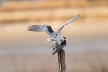  Close-up of a couple of white-tailed kites fighting,  seen in the wild, in North California 