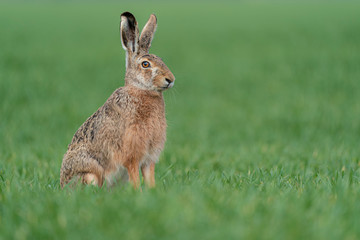 Wall Mural - Wild European Hare ( Lepus Europaeus ) Close-Up On Green Background