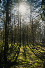 Wall Mural - Bäume im Wald