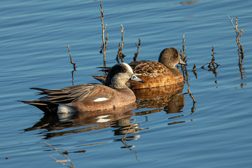 Male and female Green-winged Teal, seen in a North California marsh