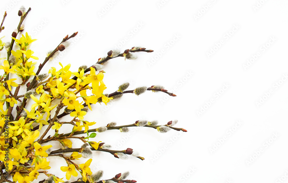 Wielkanocne bazie i żółte kwiaty forsycji na białym tle - obrazy, fototapety, plakaty 