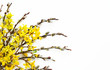 Wielkanocne bazie i żółte kwiaty forsycji na białym tle