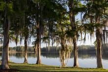 Cypress Trees Draped With Spanish Moss At Sunrise Lake Henderson, Inverness, FL