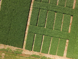 Aerial image of an experimental soybean area with several plots