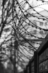 Monochrome photo of detail of barbed wire. Steel border. Prison, military or quarantine concept