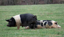 Two Pigs In A Grassy Field.