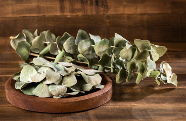 Wall Mural - Eucalyptus little boy blue - Dried eucalyptus leaves for infusion