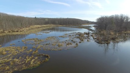 Wall Mural - Aerial view of pond near forest