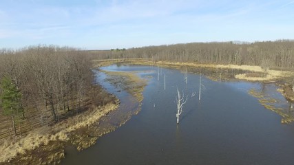 Wall Mural - Aerial view of pond near forest