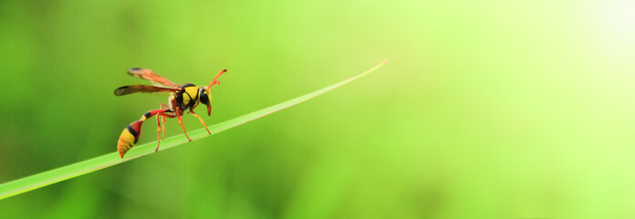 Sticker - Red Yellow moth on grass leaf