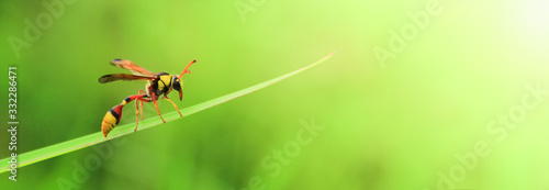 Fotomural Red Yellow moth on grass leaf