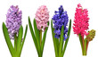 Collection hyacinth flower head isolated on a white background. Spring time. Easter holidays. Garden decoration, landscaping. Floral floristic arrangement. Flat lay, top view