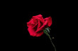 Rose flower closeup. Shallow depth of field. Spring flower of red rose isolated on black background