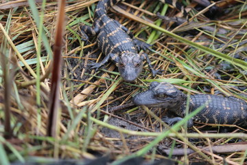 Poster - an American alligator out in the wild