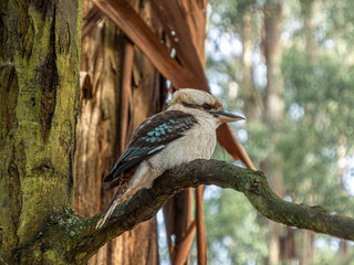 Blue Winged Kookaburra 