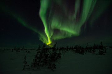 Wall Mural - northern lights aurora borealis in churchill manitoba canada