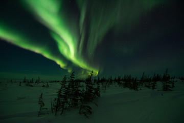 Wall Mural - northern lights aurora borealis in churchill manitoba canada