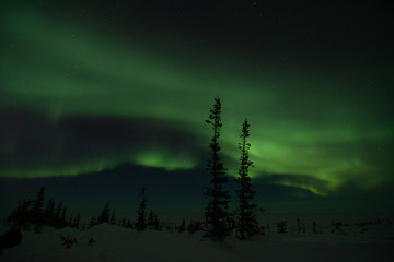 Wall Mural - northern lights aurora borealis in churchill manitoba canada