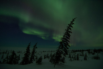 Wall Mural - northern lights aurora borealis in churchill manitoba canada