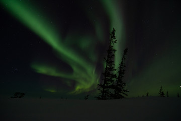 Wall Mural - northern lights aurora borealis in churchill manitoba canada