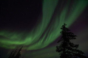 Wall Mural - northern lights aurora borealis in churchill manitoba canada