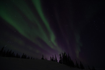 Wall Mural - northern lights aurora borealis in churchill manitoba canada