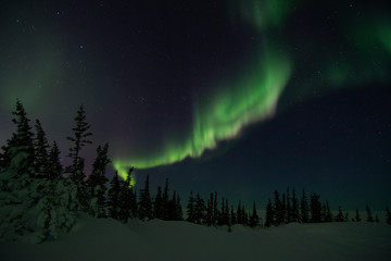 Wall Mural - northern lights in churchill manitoba canada