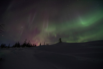 Wall Mural - northern lights in churchill manitoba canada