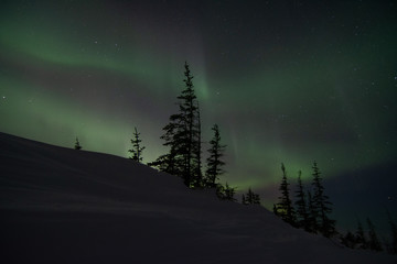 Wall Mural - northern lights in churchill manitoba canada