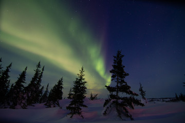 Wall Mural - northern lights aurora borealis in churchill manitoba canada