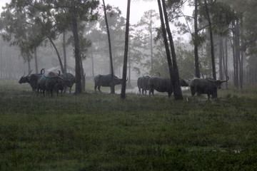 Wall Mural - a herd of water buffalo in the rain