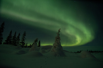 Wall Mural - northern lights aurora borealis in churchill manitoba canada