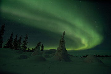 Wall Mural - northern lights aurora borealis in churchill manitoba canada