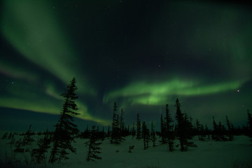 Wall Mural - northern lights aurora borealis in churchill manitoba canada