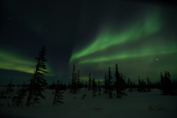 Wall Mural - northern lights aurora borealis in churchill manitoba canada