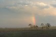 Grey horses running under an Oklahoma stormy sky with rainbow