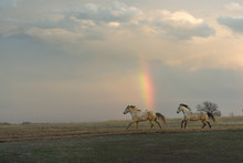 Grey Horses Running Under An Oklahoma Stormy Sky With Rainbow