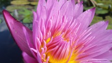 Water Lily Pink And Yellow Center Flower Macro Close Up