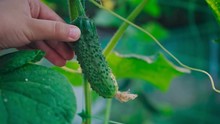 Girl Turns A Growing Cucumber With His Hand In The Garden