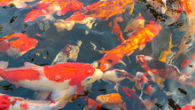 Many Colorful Koi Fish Play In The Pool And Wait For The Party. The Concept Of Fighting For Food Decorative Fish For The Park Area