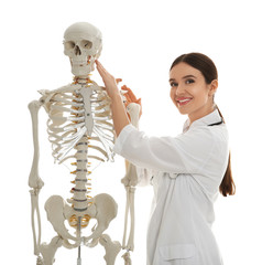 Poster - Female orthopedist with human skeleton model on white background