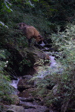 Golden Takin Coming To The Creek For A Drink