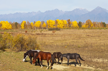 Wall Mural - A small herd of horses grazes on autumn field against the background of a yellowed forest and mountains in the fog. Siberia, Baikal region, Buryatia,  the Eastern Sayans Mountains, Tunka Valley