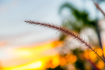 Dry grass with soft focus in golden sunset ligh with nature bokeh